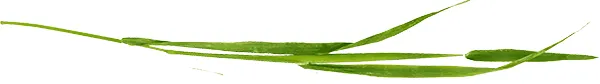 Separator Image