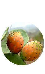 Ingredient 1