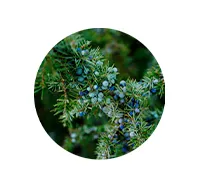 Ingredient 3